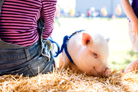 County Fair