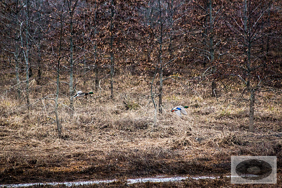20150320-IMG_9109