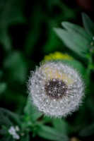 20150408-IMG_0529