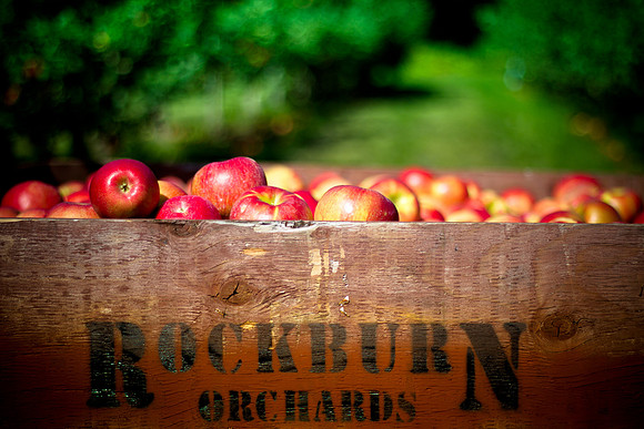 Rockburn Orchards