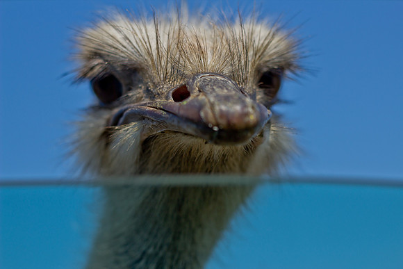 Emu Under Water