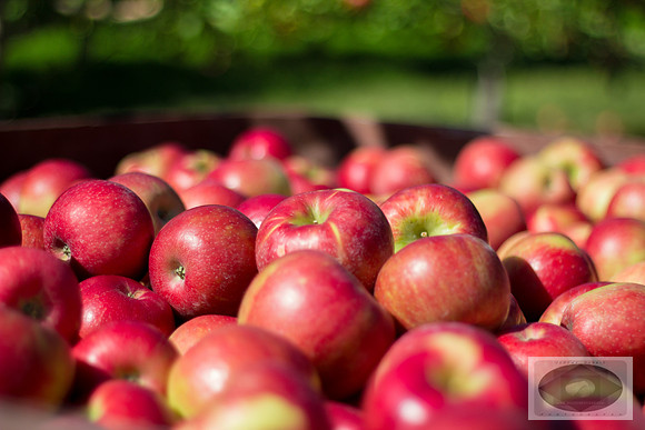 Crate of Apples