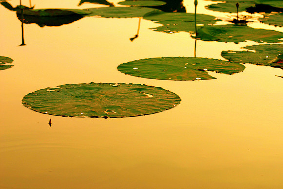 Lily Pads