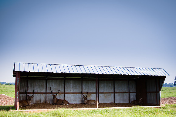 4 Caribou Walk Into A Shelter...