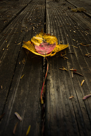 20141027-IMG_0110