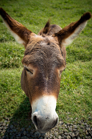Why The Long Face?
