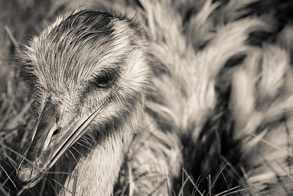 Monet's Emu