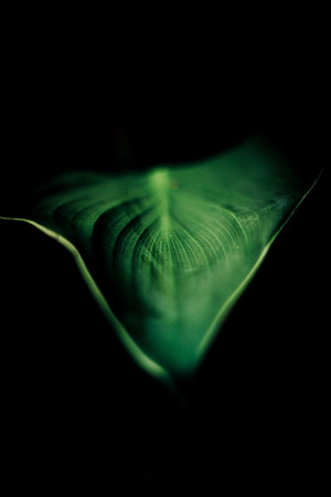 IMG_0222