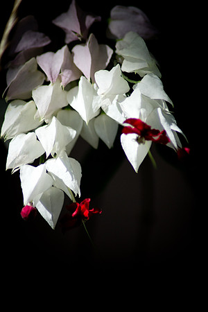 IMG_8587