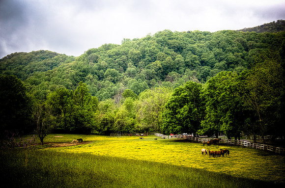 Herded Horses