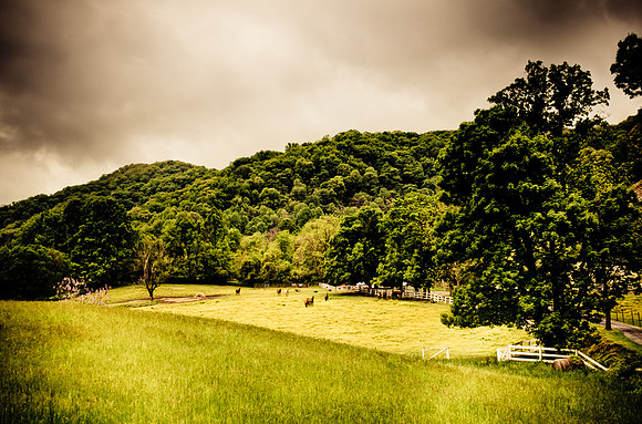 Pasture Land
