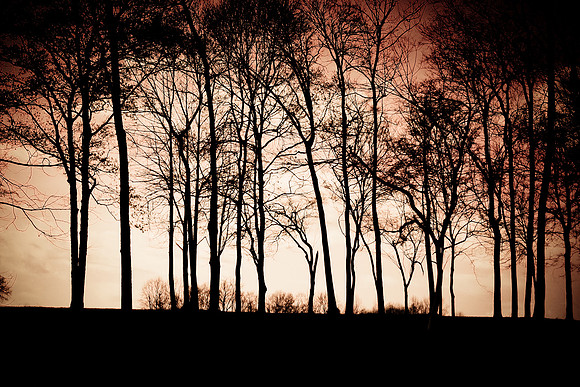 Trees with Tinted Clouds