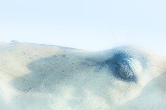 The Cattle Of A Thousand Hills