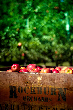 Rockburn Orchards