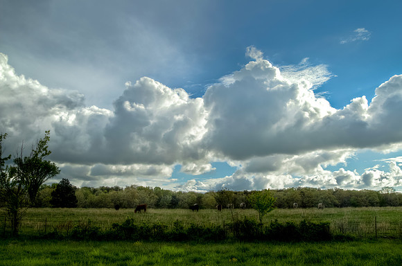Pasture Land with Grazing Horses