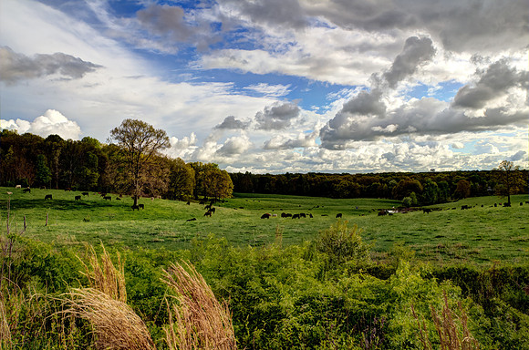 Green Pastures With Cows Grazing