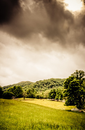 Green Pasture for Horse Grazing