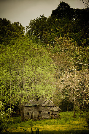 Homestead in the Woods